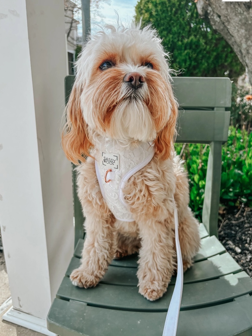 Sassy Wood Dog Adjustable wedding Harness and leash - Pup of Honor - Picture 8 of 8